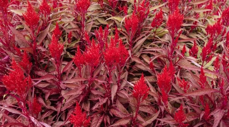 Dragons Breath Plant: A Guide to Growing and Caring for This Vibrant Beauty